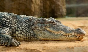 Camping Drome Ferme Crocodile